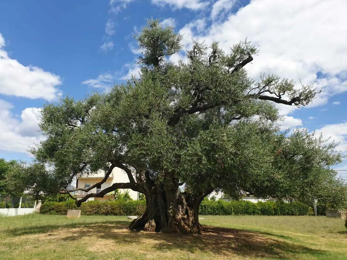 Olea Daire Kastela 0*,